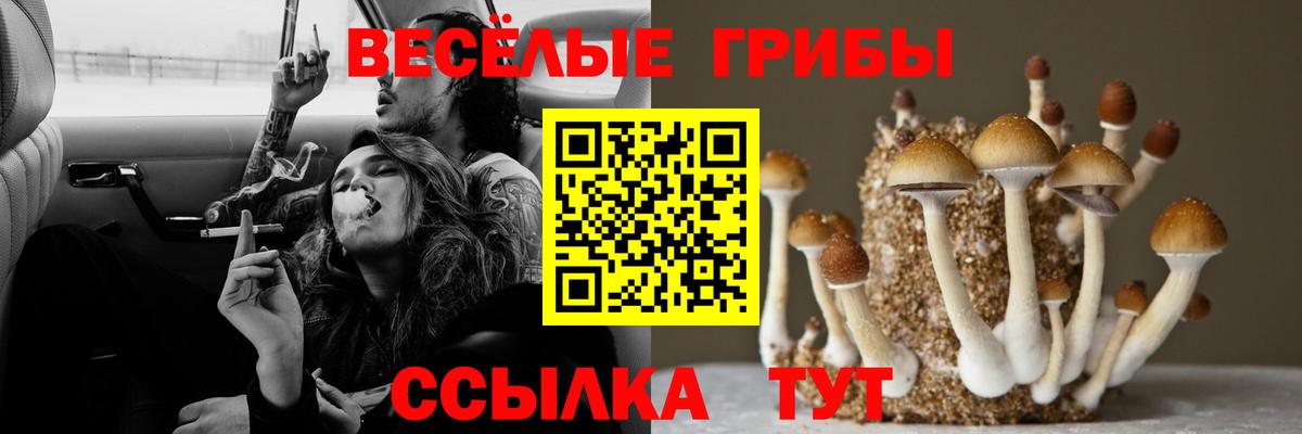 Псилоцибиновые грибы Psilocybe Заинск